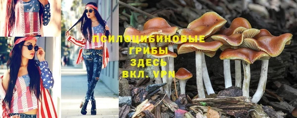 индика Алзамай