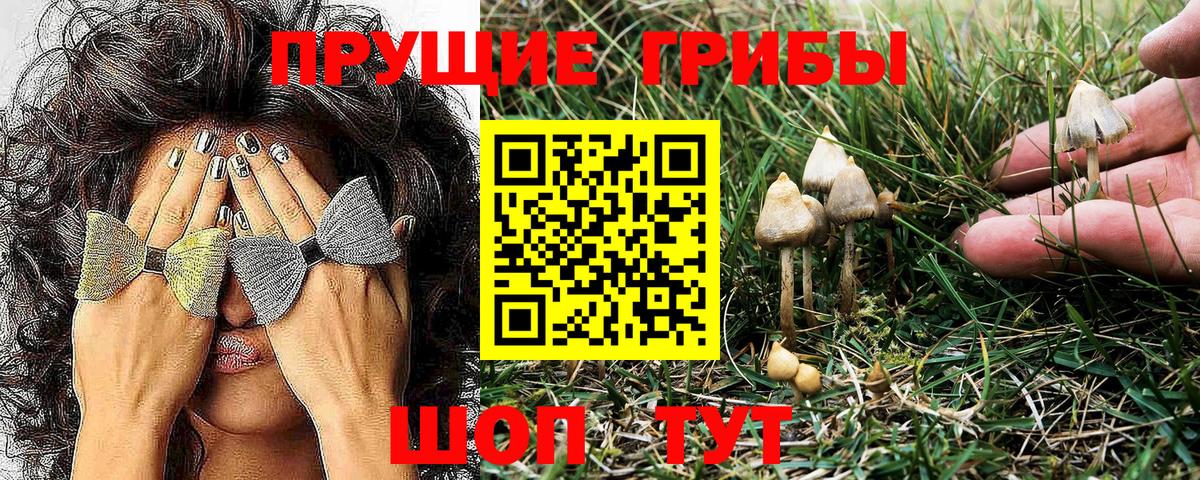 Псилоцибиновые грибы Psilocybe  Вход с VPN  Касимов 
